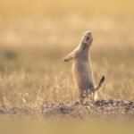 Hyperlinks 10/19/2026 | bare capitalism
